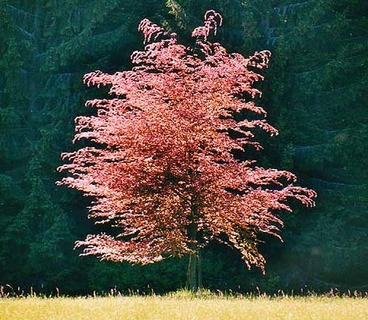Strahlender Baum